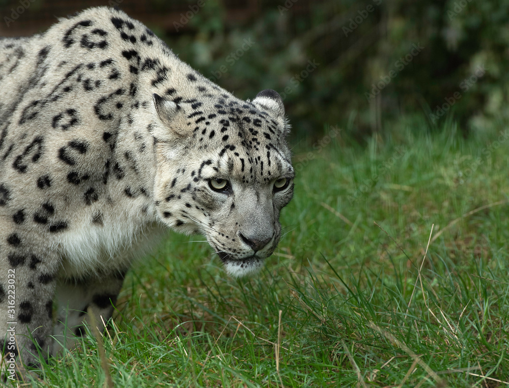 Fototapeta premium Snow Leopard