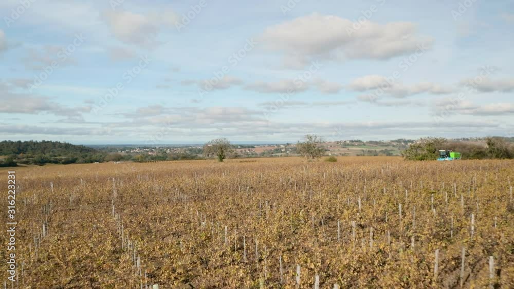 Following a wine harvesting tractor driving through a vineyard