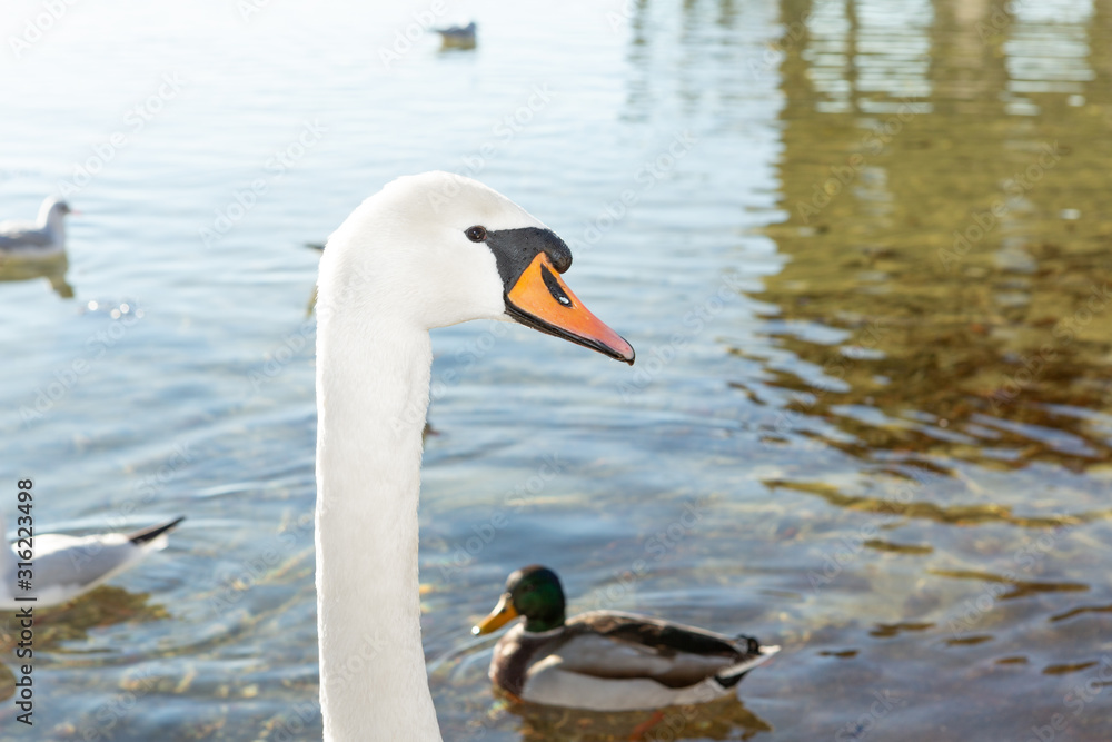 Closeup of a swan swimming at the shore of the lake along with many other birds. Closeup of a swan swimming at the shore of the lake along with many other birds.