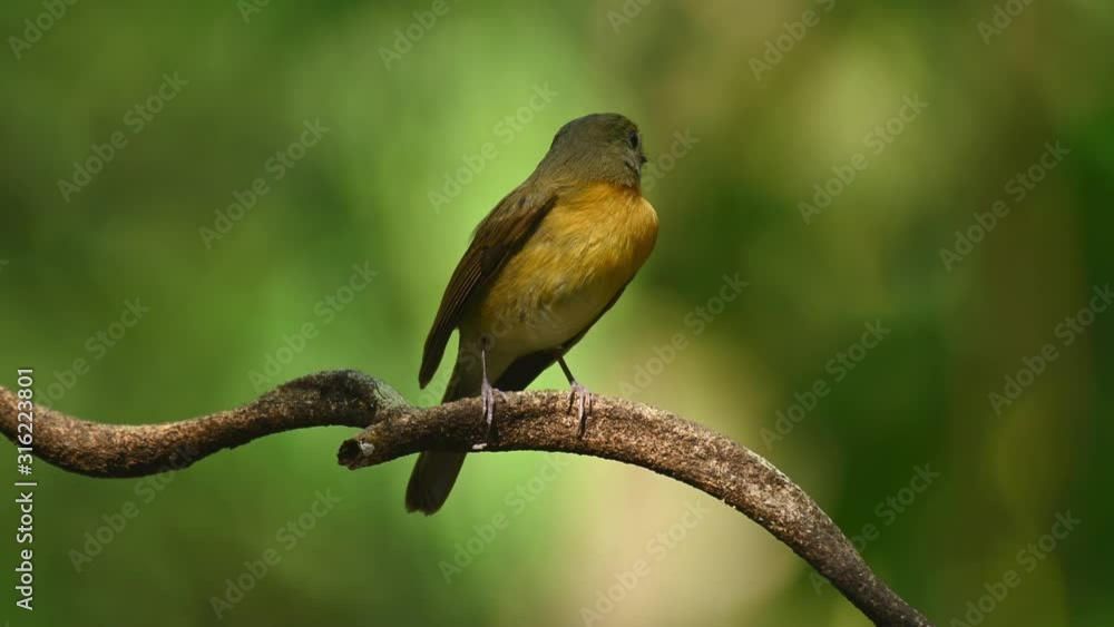 Indochinese Blue Flycatcher, Cyornis sumatrensis; looks to its left while seen on its front view then flies to the back. Indochinese Blue Flycatcher, Cyornis sumatrensis; looks to its left while seen on its front view then flies to the back.