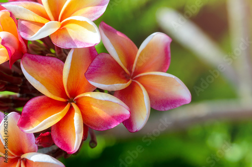 Plumeria flower.Pink yellow and white frangipani tropical flora, plumeria blossom blooming on tree.	
