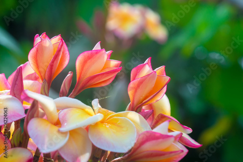 Plumeria flower.Pink yellow and white frangipani tropical flora  plumeria blossom blooming on tree. 