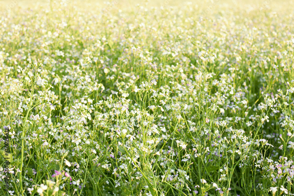 Blooming field of rape plant in the meadow. beautiful background and backdrop, texture, copy space, closeup. Organic agriculture and farming concept