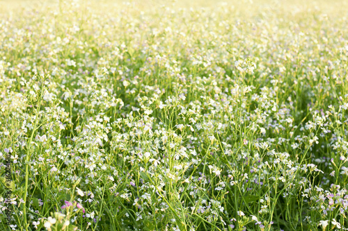 Blooming field of rape plant in the meadow. beautiful background and backdrop  texture  copy space  closeup. Organic agriculture and farming concept