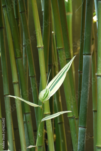 bamboo leaves on green background