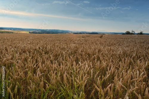 Feld mit reifer Gerste im Sommer