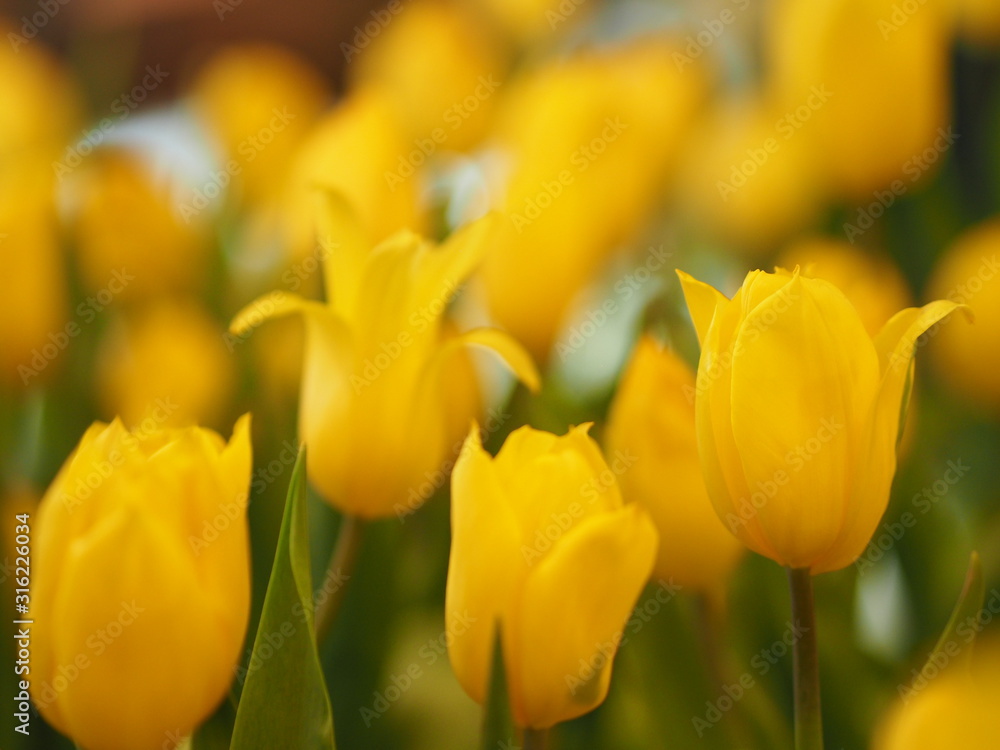 Yellow tulip flower booming beautiful in nature blurred of background Yellow tulip flower booming beautiful in nature blurred of background