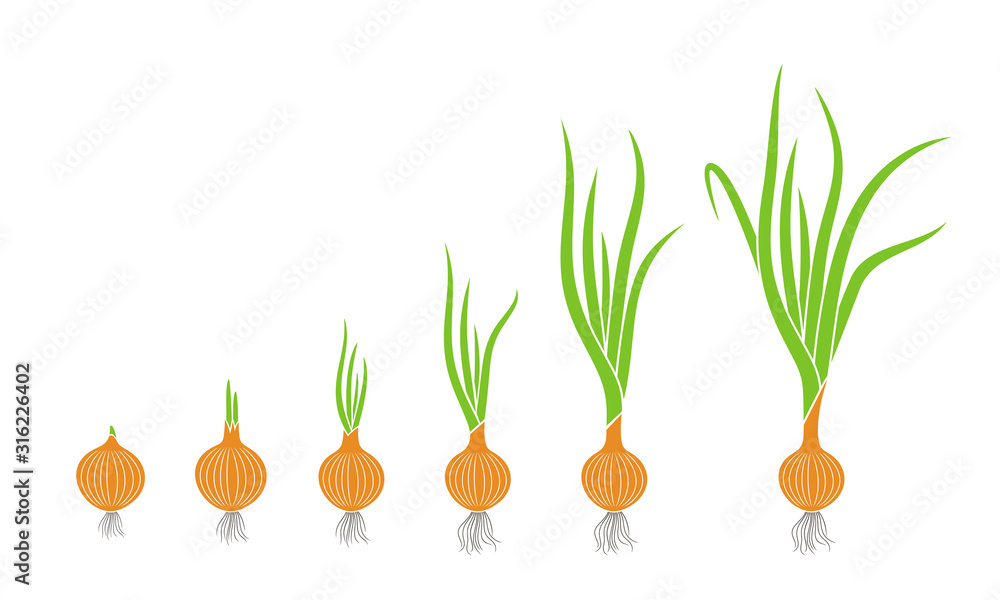 Crop stages of onion. Growing onion plants. Bulbs life cycle Stock