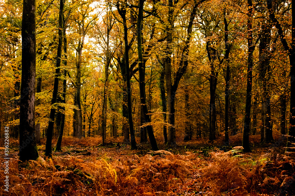 Fototapeta premium autumn in the forest