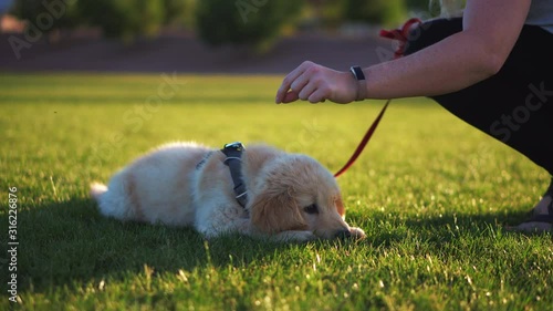 Beautiful night around sunset teaching a puppy how to sit and lay down, adorably.
