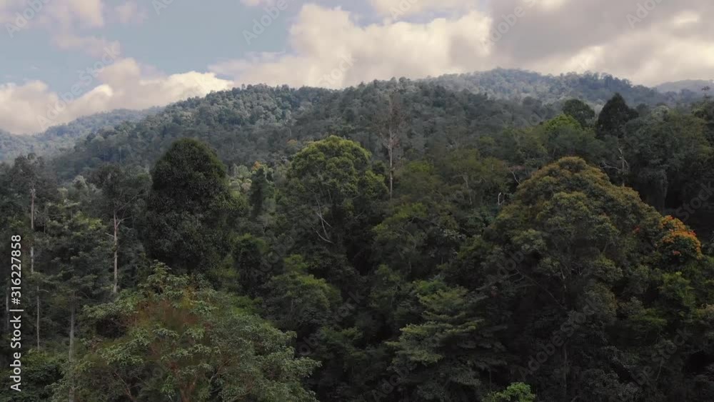 Pedestal view of trees revealing wide rainforest in the background Pedestal view of trees revealing wide rainforest in the background