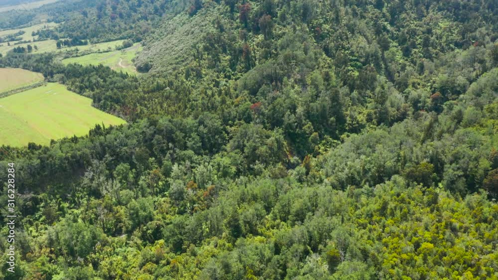 Native New Zealand forest. West coast.