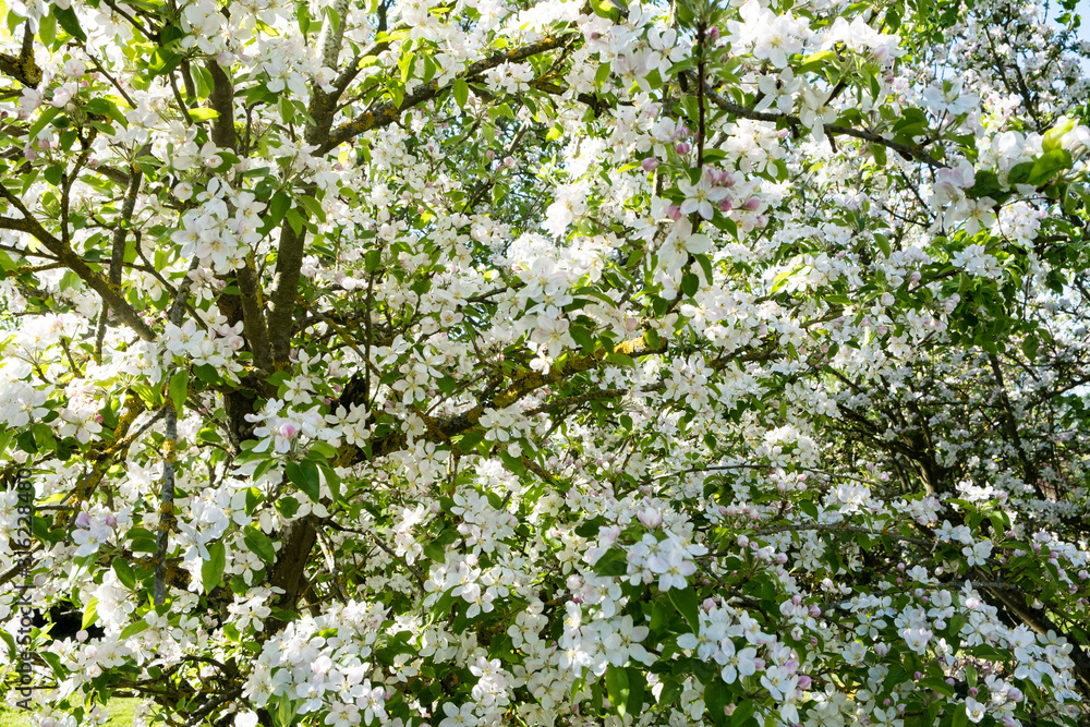 apple orchard in bloom in spring under the sun and blue sky apple orchard in bloom in spring under the sun and blue sky