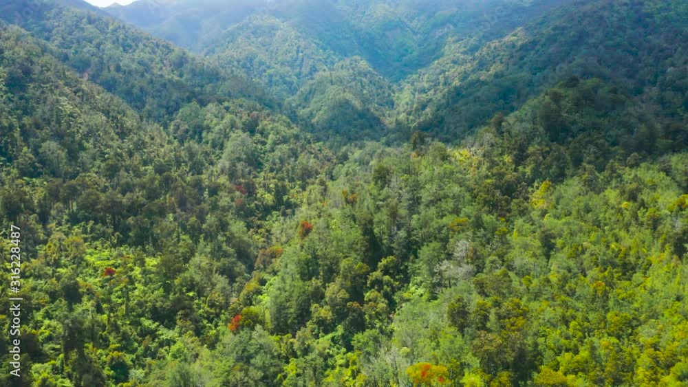 Native New Zealand forest. West coast. Native New Zealand forest. West coast.