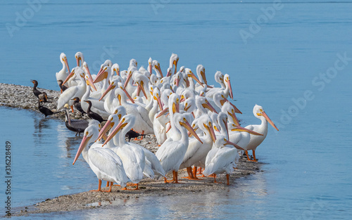 Foto American White Pelicans on sandbar in Gasparilla Sound on the Gulf of Mexico coa