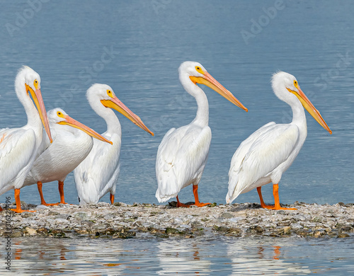 American White Pelicans on sandbar in Gasparilla Sound on the Gulf of Mexico coast of southwestern Florida