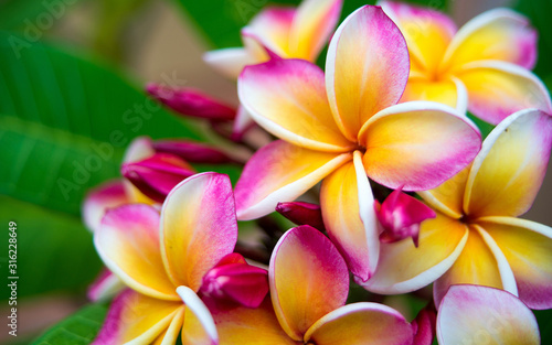 Plumeria flower.Pink yellow and white frangipani tropical flora  plumeria blossom blooming on tree.