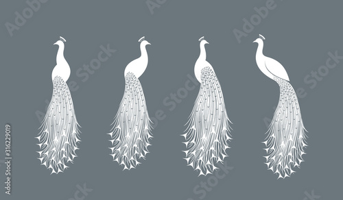 Peacock logo. Isolated peacock on white background