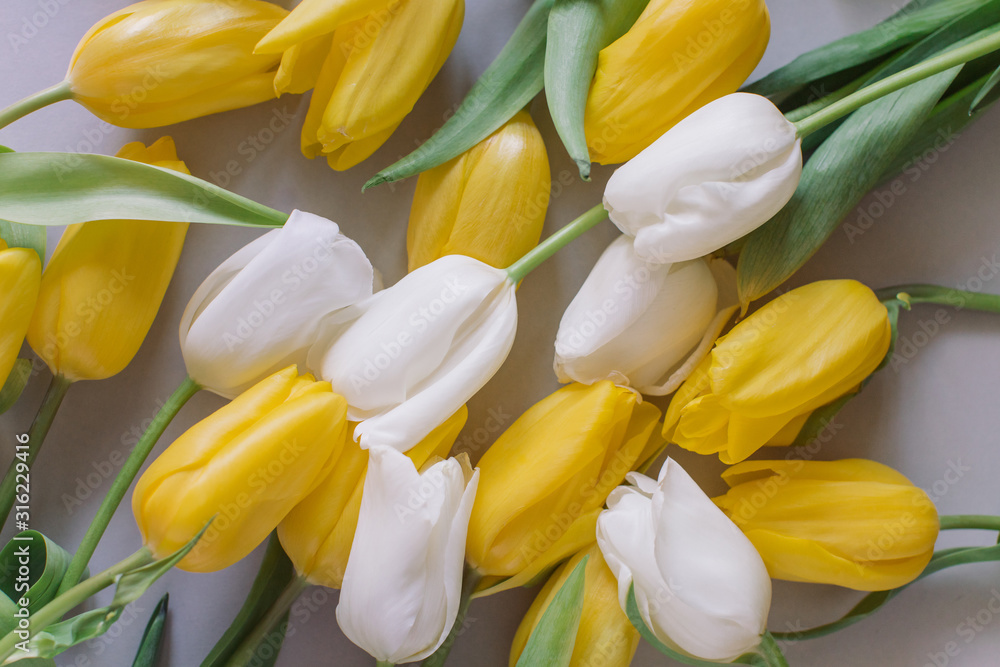 Floral background with white and yellow tulips on gray pastel background. Flat lay, top view. Woman day background. Floral background with white and yellow tulips on gray pastel background. Flat lay, top view. Woman day background.