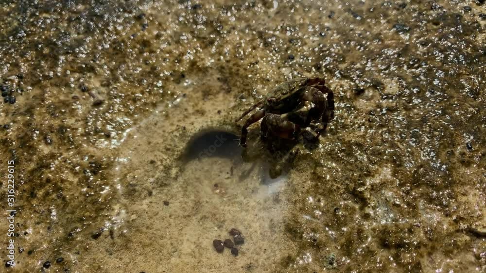 Crab hiding in a sand underwater Crab hiding in a sand underwater