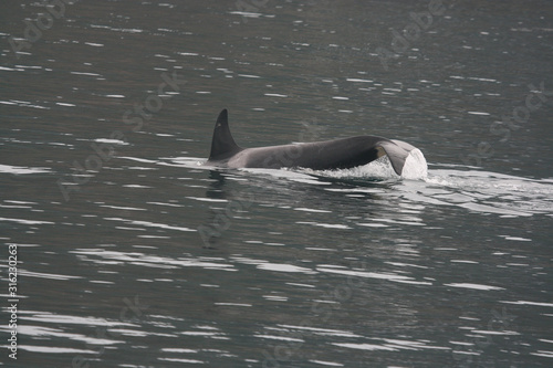 Orca Tail Slapping  © Kaegan