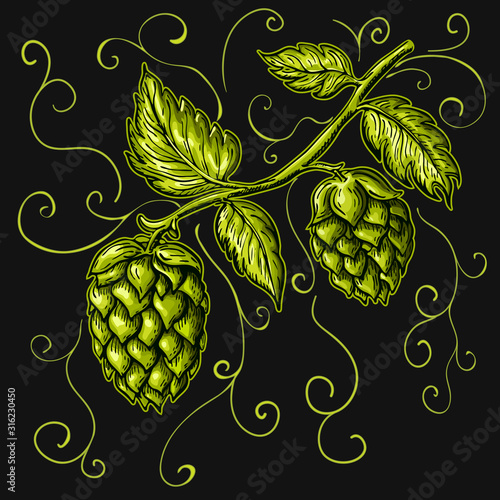 hand drawn hops plant illustration isolated on white. vector hop on a branch with leaves and cones in engraving vintage style with curly tendrils great for packing, beer label design, pub emblem et
