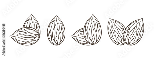 Almond logo. Isolated almond on white background