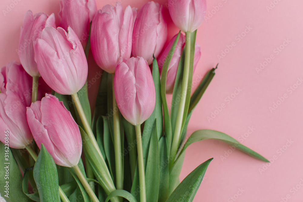 Close up of bunch of tulips in string bag on pink background. Woman Day, Valentine's Day concept. Close up of bunch of tulips in string bag on pink background. Woman Day, Valentine's Day concept.