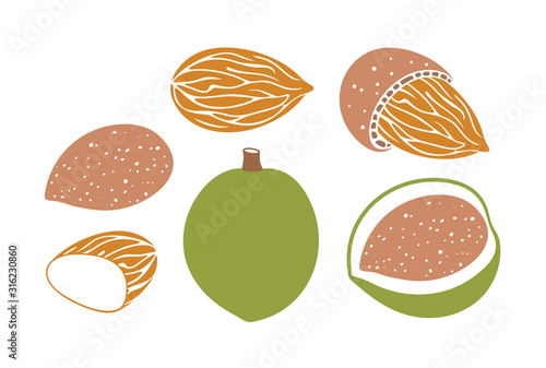 Almond logo. Isolated almond on white background