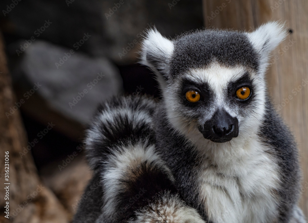 ring tailed lemurs