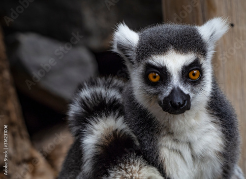 ring tailed lemurs © Sonia