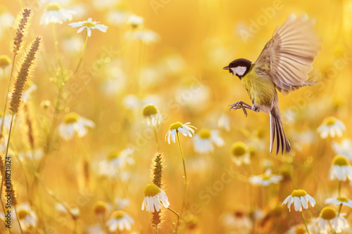 beautiful little bird yellow tit flies over a field of white Daisy flowers in...