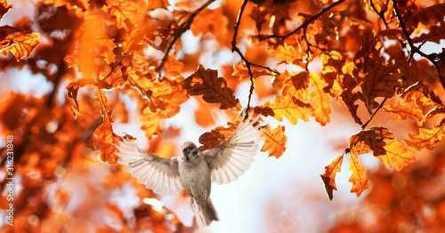 natural background with a bird flying on the background of an oak branch with...