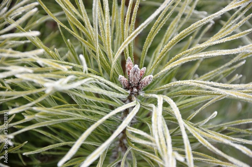  needles, cones and branches of green pine, coniferous