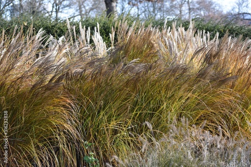  Ornamental plant of Miscanthus Sinensis Malepartus or Chinese silver grass, in the garden. It is a species of flowering plant in the grass family Poaceae. photo