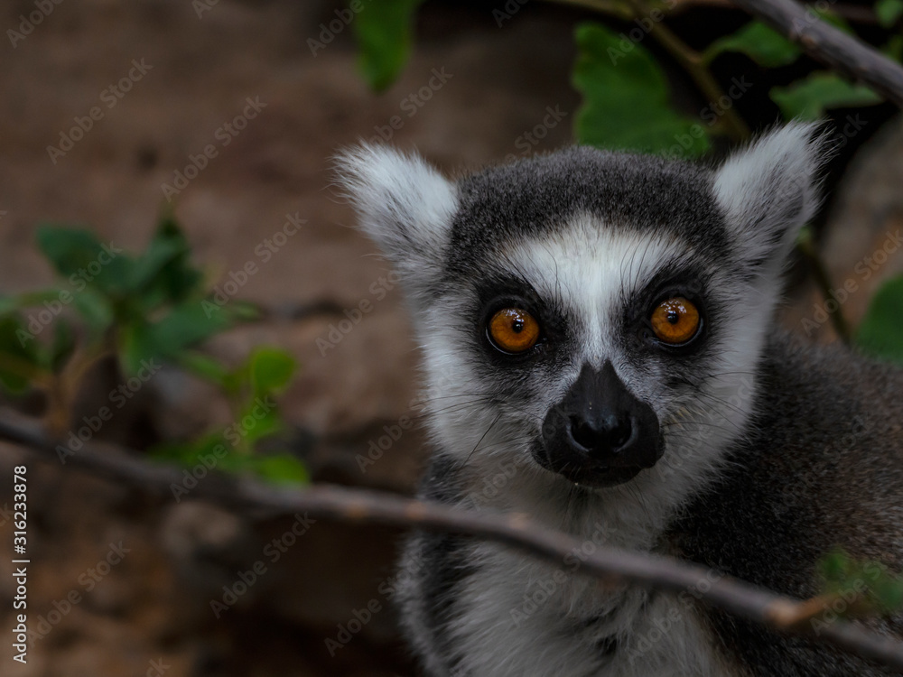 ring tailed lemur ring tailed lemur