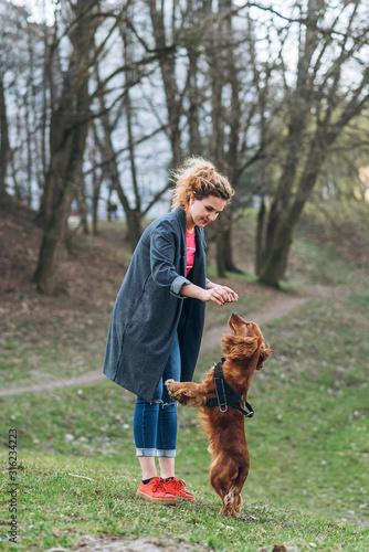 Brown english cocker spaniel playing with his owner and staying to hind legs