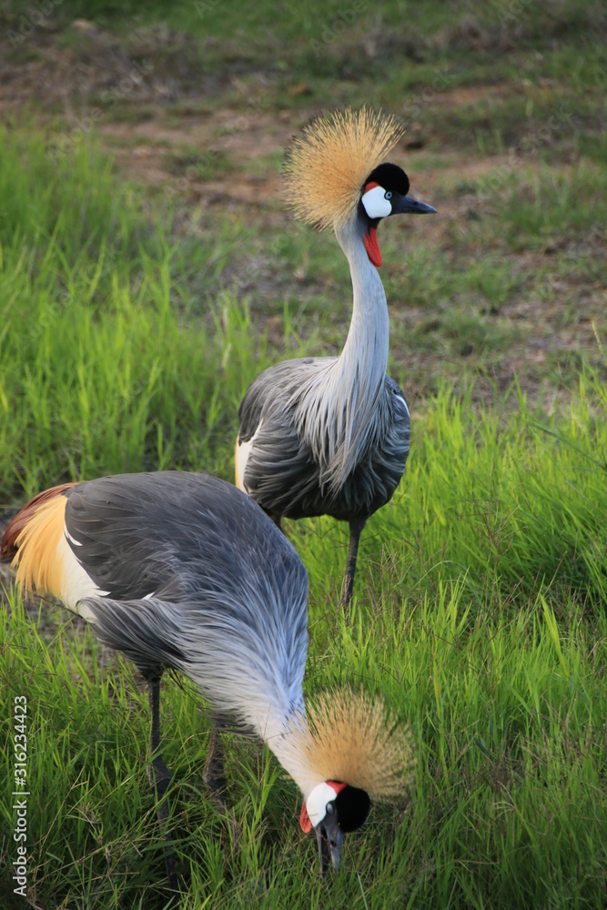 Fototapeta premium Grey crowned cranes in Lake Naivasha (Kenya) 