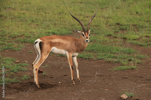 Grant's gazelle in Amboseli National Park spotted during a Safari (Kenya)