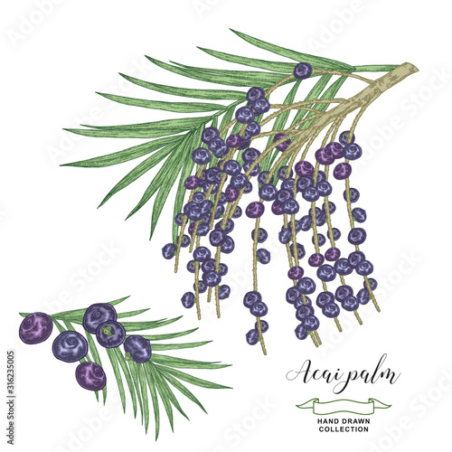 Acai palm branch with berries isolated on white background. Acai berries hand drawn. Colorful vector illustration. Detailed sketch style.