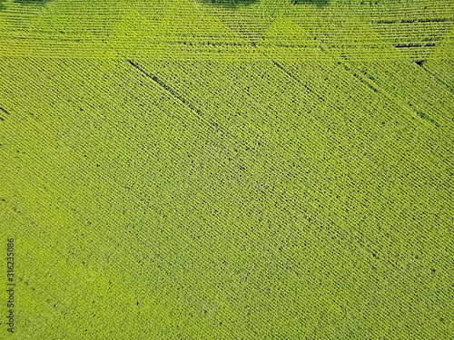 Aerial drone view. Green agricultural field