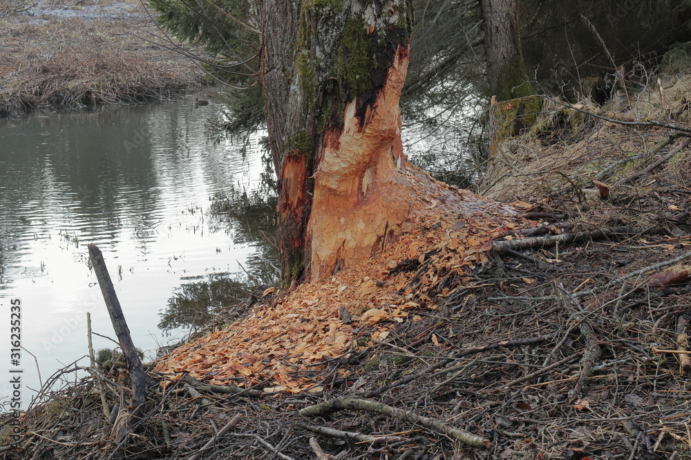 Von Biber angenagter Baum am Saussbach Von Biber angenagter Baum am Saussbach