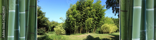 Panorama en triptyque sur le thème du bambou photo