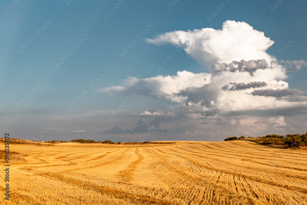 Cereal field in summer at sunset with big clouds in Spain. Burgos, Castilla y Leon