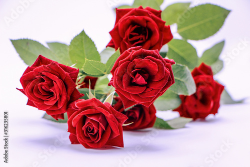  Flower beautiful bouquet of roses with white background  floral background.