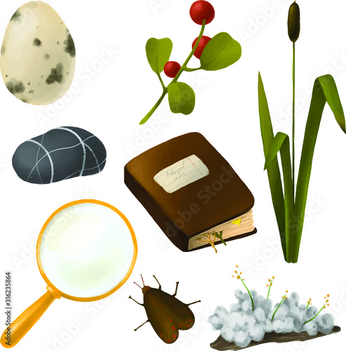 Set of illustrations on the topic of botany. The study of swamps, flora and fauna.