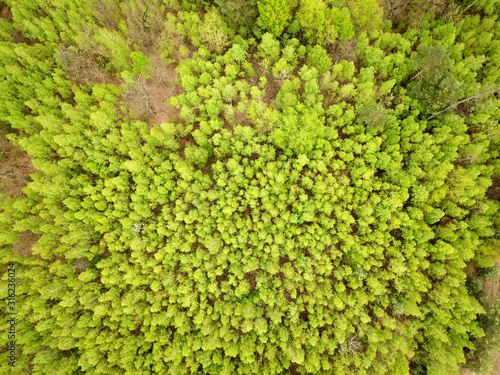 Aerial drone view. Green coniferous forest in spring. © Sergey