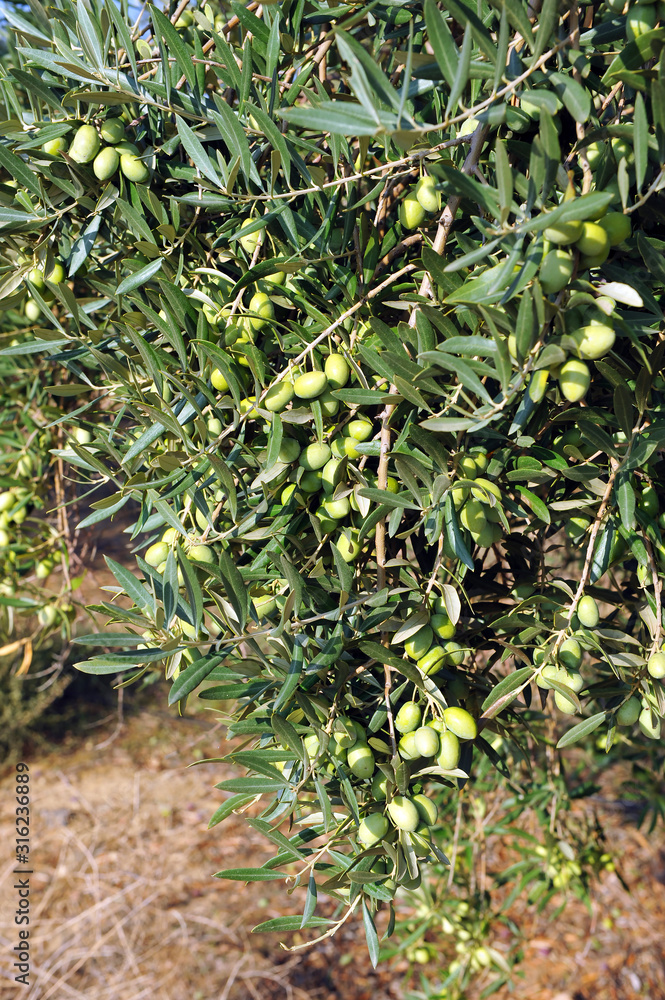 Primer plano de un olivo cargado de aceitunas en riego por goteo para la producción de aceite de oliva. Primer plano de un olivo cargado de aceitunas en riego por goteo para la producción de aceite de oliva.