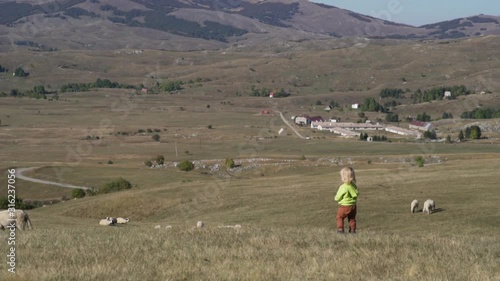 Little boy runs across the field amid grazing sheep photo