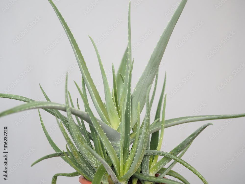 Aloe vera is a tropical plant that tolerates hot weather. Used as a useful herbal remedy. Home plant. Aloe vera is a tropical plant that tolerates hot weather. Used as a useful herbal remedy. Home plant.
